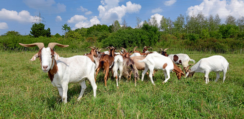Ziegenherde (Bunte Deutsche Edelziege) - goats