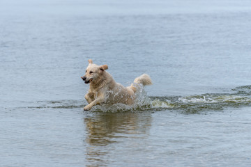 Champion Golden Retriever Fishing in the Baltic Sea on a Summer Day