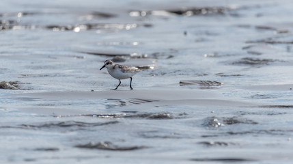 Sandpiper Bird Hunting for Food on a Baltic Sea Beach on a Summer Day