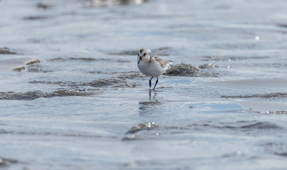 Sandpiper Bird Hunting for Food on a Baltic Sea Beach on a Summer Day