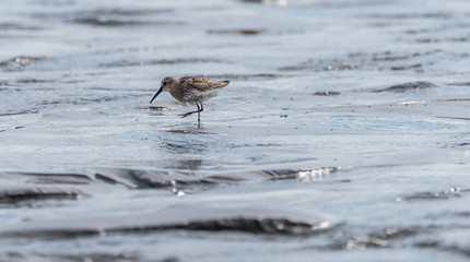 Sandpiper Bird Hunting for Food on a Baltic Sea Beach on a Summer Day