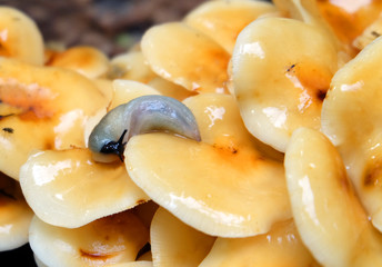 Slug (Krynickillus melanocephalus) on mushrooms in the forest, macro photo.