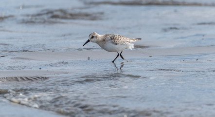 Sandpiper Bird Hunting for Food on a Baltic Sea Beach on a Summer Day
