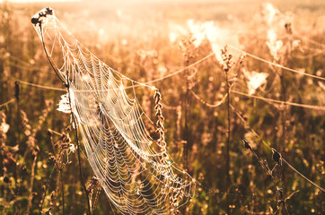 Spider web in the meadow grass