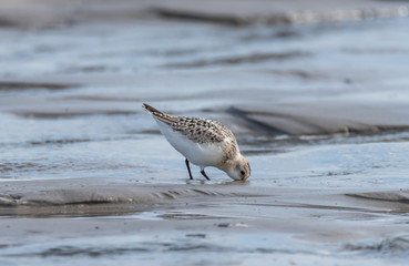 Sandpiper Bird Hunting for Food on a Baltic Sea Beach on a Summer Day