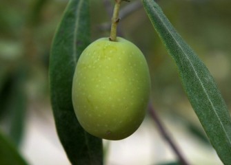 green olive on tree