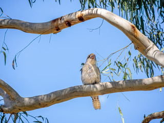 Kookaburra Centre