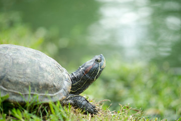 Turtle and reflections in the water, there are wood chips and green grass on the water surface. in public park