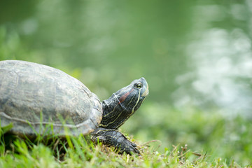 Turtle and reflections in the water, there are wood chips and green grass on the water surface. in public park