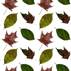 Isolated green and red leaves of different trees seamless collage pattern on a white