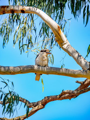 Kookaburra Right vert
