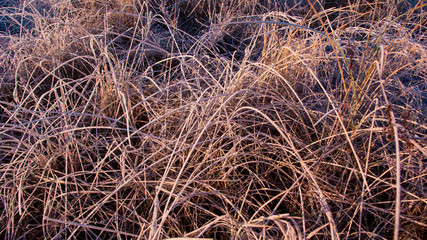 Long brown grass