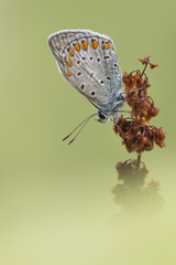 Common blue butterfly on flower (Polyommatus icarus)