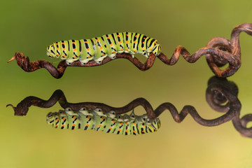 One day he'll fly, the Caterpillar reflected (Papilio machaon)