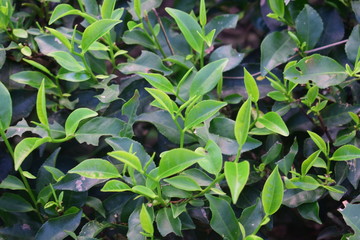 green leaves in the tea garden