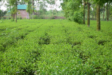Fototapeta na wymiar path in tea garden