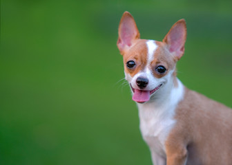 Portrait beautiful adorable chihuahua puppy dog smile on green background.