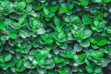 Leaf background,Green background,BushGreen bush