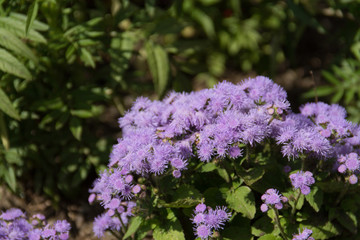 Flower ageratum violet (its scientific name is Ageratum Houstonianum), native to Central America. Beautiful background.