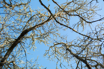 Blue sky with dark tree branches. Background and wallpaper.