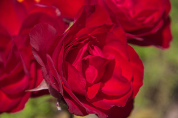 Red roses in sunlight close up, beautiful backgroun