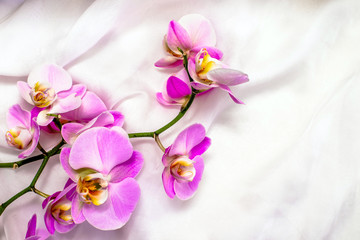 Naklejka na ściany i meble The branch of purple orchids on white fabric background 
