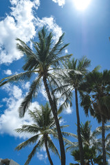 Fototapeta na wymiar ホノルル　ハワイ　HAWAII　Honolulu　旅行　南国　写真素材　アメリカ　旅