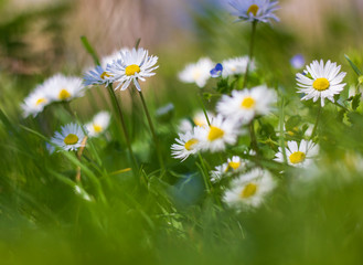 field of daisies