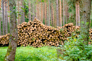 Sawn pine trunks lie on the grass