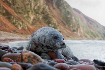 Grey seal pup on a remote rocky shore