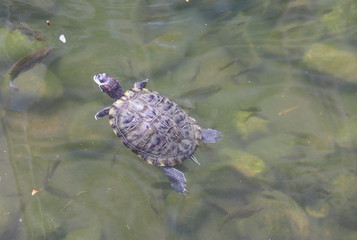 Tortue d'un bassin à Hong Kong	