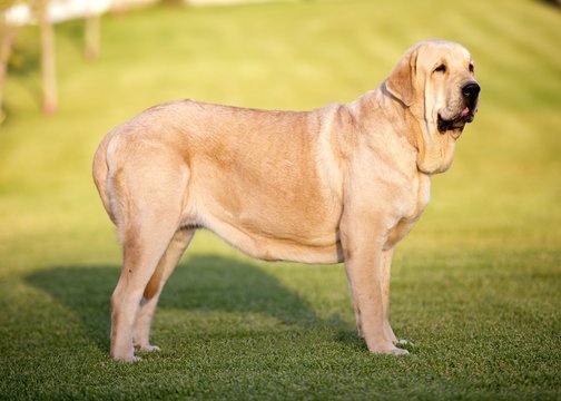 Beautiful Spanish Mastiff Breed yellow colour on the grass	