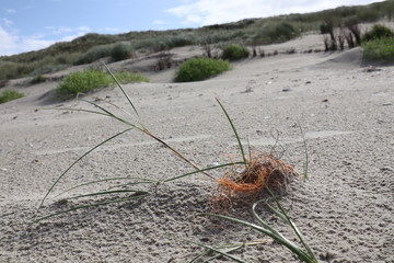 Impressionen von Juist