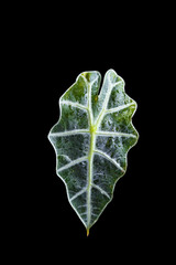 Green leaf isolated on black background with clipping path.