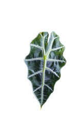 Green leaf isolated on white background with clipping path.