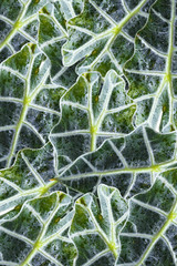 Green leaves texture background.