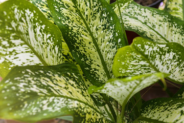 Green leaves texture background.