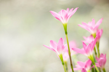 Obraz na płótnie Canvas Zephyranthes rosea Lindl pink flower blurlight backgouond