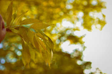 Warm and sunny autumn in a beautiful park. Yellow foliage on blurry fotne with beautiful bokeh. Close-up photo in warm and bright colors