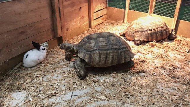 The tortoise slowly creeps toward the white rabbit while the second turtle is spinning and basking in the sun.