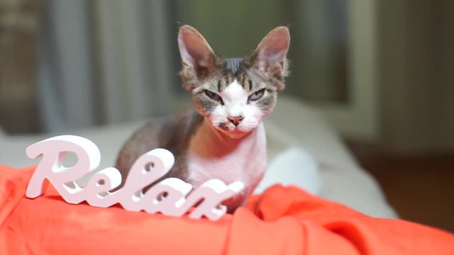 cat devon rex falls asleep on the background of the inscription relax