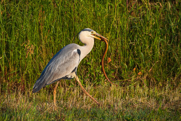 タウナギを咥えるアオサギ