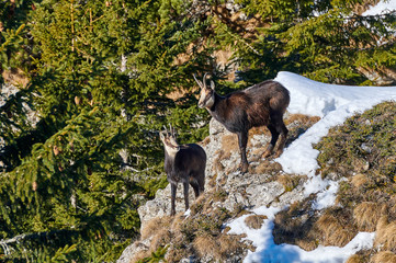 Alpine chamois in natural habitat(Rupicapra rupicapra)