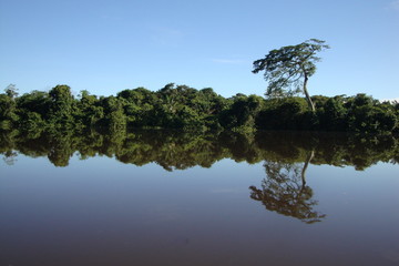 Natural landscape on the banks of the Gurupi River, which divides the Brazilian states of Para and Maranhao. Clean and blue sky