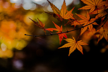 紅葉と蜘蛛の巣
