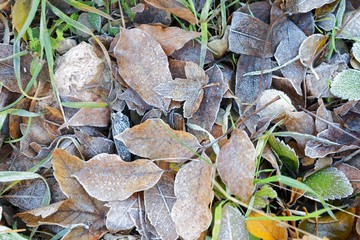 Close up of some frozen leaves