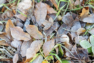 Close up of some frozen leaves