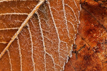 Close up of some frozen leaves