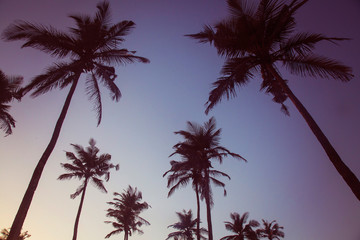 Fototapeta na wymiar Palm trees on sunset beach in Goa, India