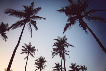 Obraz na płótnie Canvas Palm trees on sunset beach in Goa, India